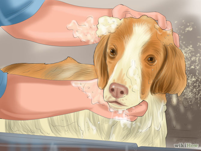 Make Your Dog Smell Better Step 3 Version 2.jpg