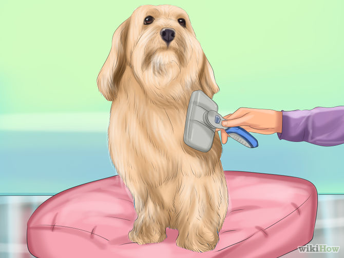 Make Your Dog Smell Better Step 9 Version 2.jpg