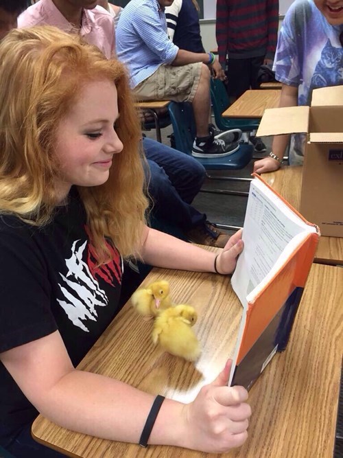 funny-win-pic-duck-studying