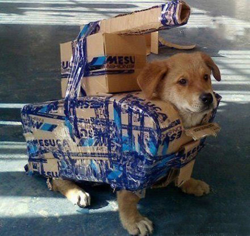 Dog tank