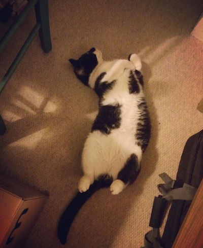 black and white cat stretched out on the floor
