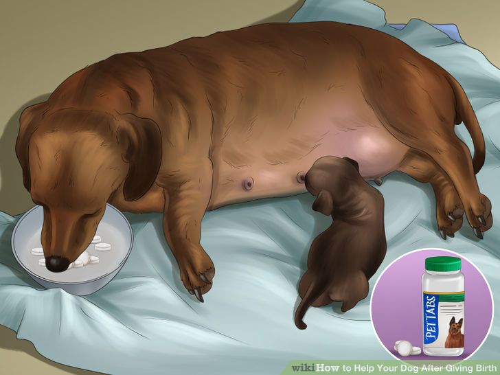 Help Your Dog After Giving Birth Step 15 Version 3.jpg