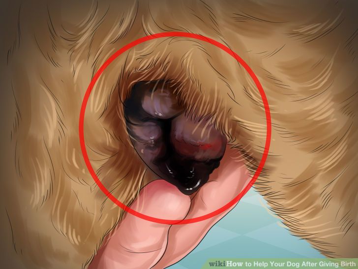 Help Your Dog After Giving Birth Step 19 Version 3.jpg