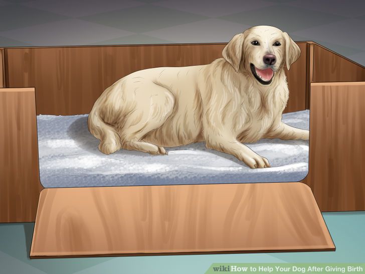 Help Your Dog After Giving Birth Step 2 Version 4.jpg