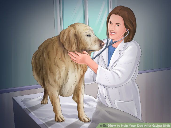 Help Your Dog After Giving Birth Step 1 Version 4.jpg