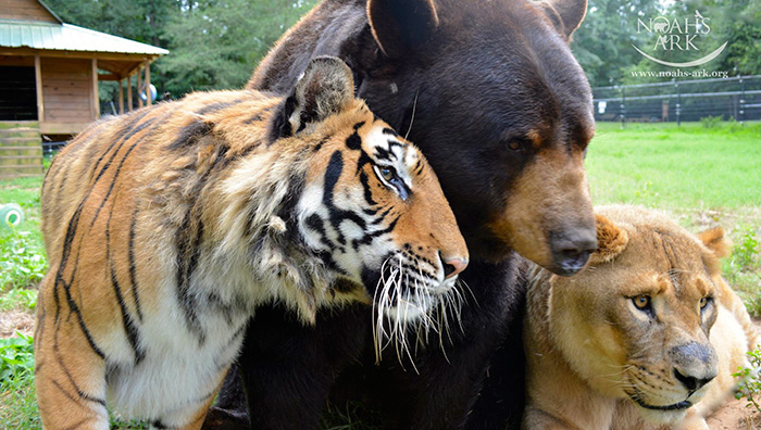 lion-tiger-bear-unusual-friendship-animal-shelter-georgia-18