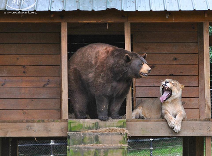 lion-tiger-bear-unusual-friendship-animal-shelter-georgia-25