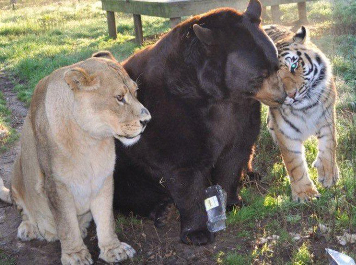 lion-tiger-bear-unusual-friendship-animal-shelter-georgia-3