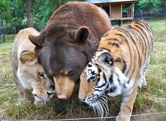 lion-tiger-bear-unusual-friendship-animal-shelter-georgia-12