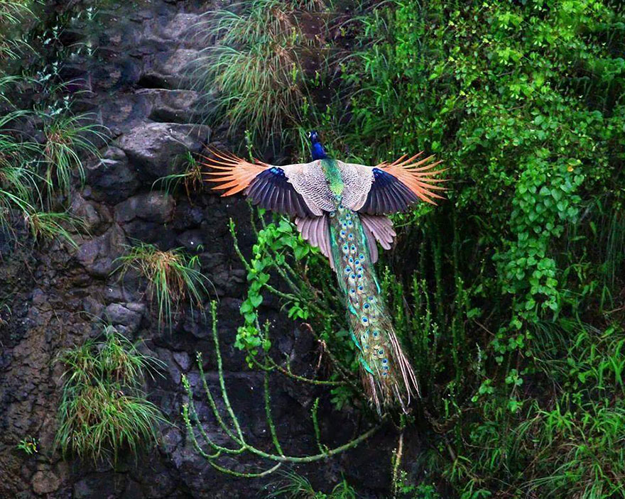 flying-peacock-1