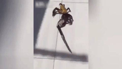 funny animal gif crab wields a knife
