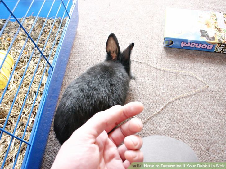 Recognize when Your Pet Rabbit Is Sick Step 2.jpg