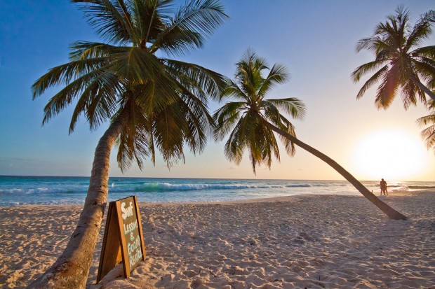 Coconut Palm, Barbados
