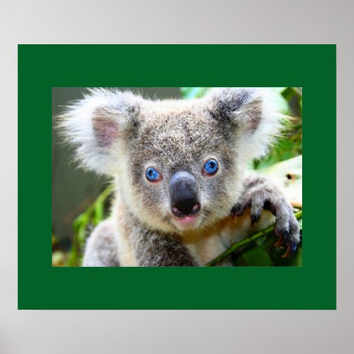"Baby Blues" Koala Poster