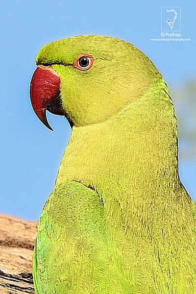 Rose-Ringed Parakeet displaying all its color in soft Sunlight in Bharatpur Bird Sanctuary. I sm so lucky to have been able to capture this beautiful parakeet. I love it!