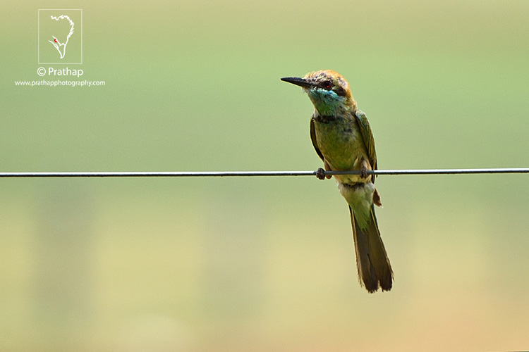 18-The-Most-Useful-Bird-Photography-Tips-for-Beginners-by-Prathap-Nature-Photography-Simplified