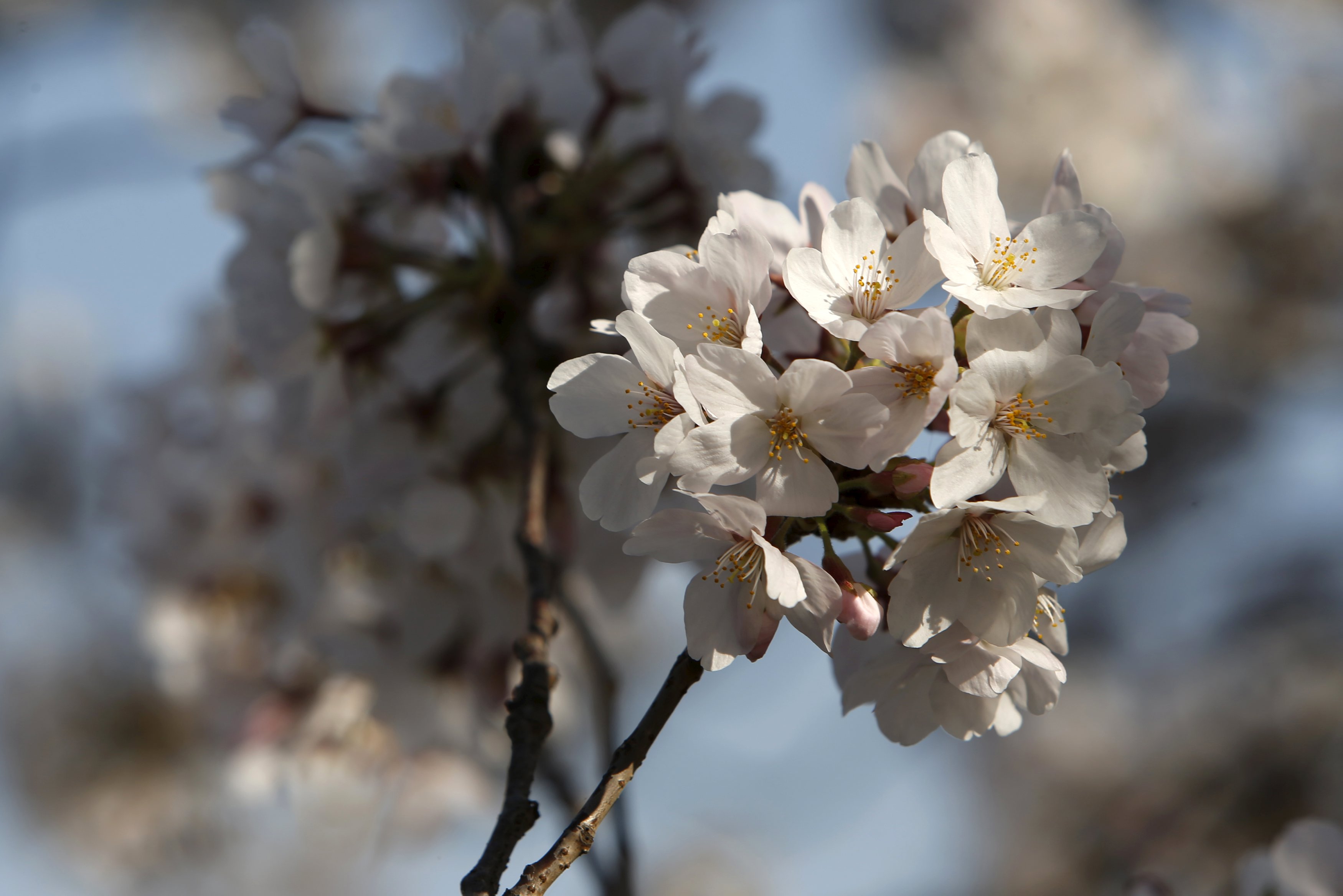 Así florecieron los cerezos en EEUU (Fotos)
