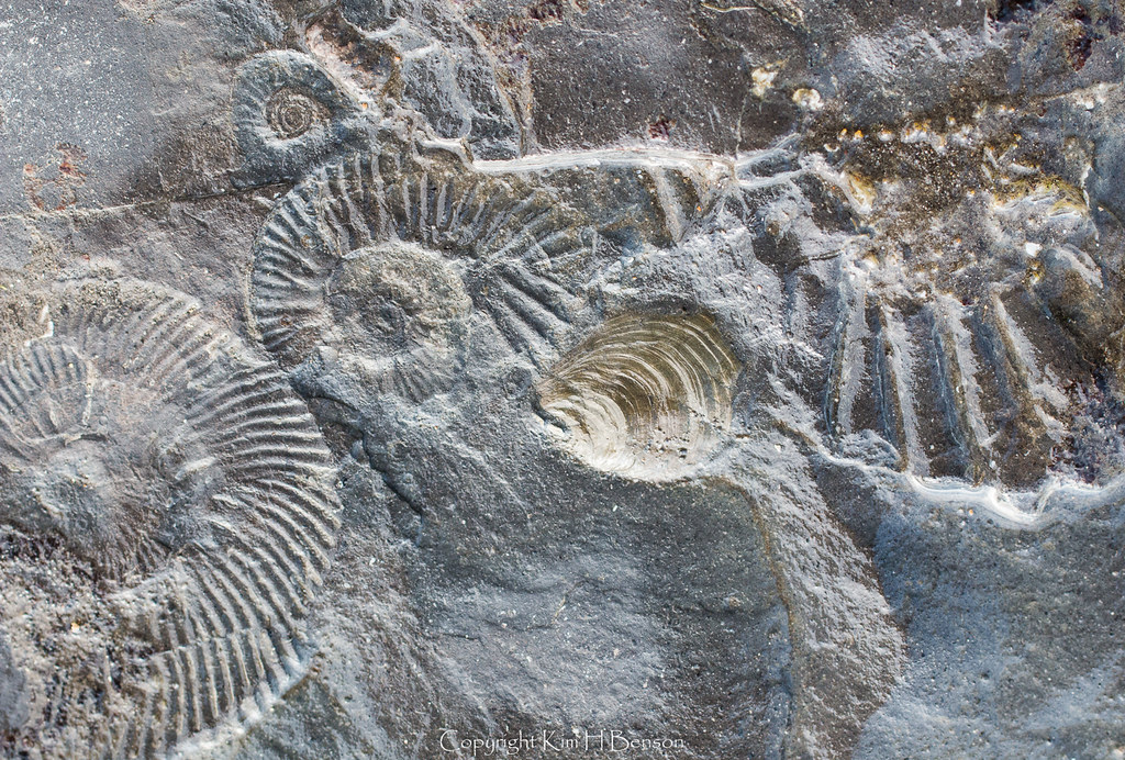 Jurassic Coast fossils