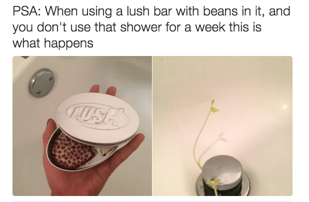 shower beans People Have Been Discovering The "Magic Beans" in Their Soap Turning to Beanstalks in the Shower
