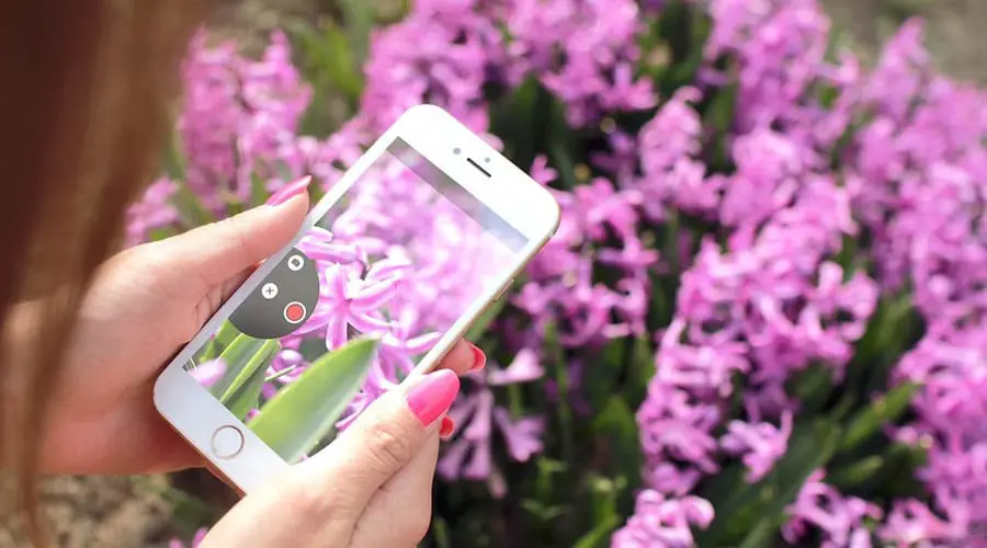 Smartphone-taking-photo-flower-iphone-6