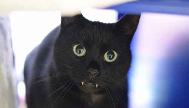 An adorable cat that happens to have some vampire-looking fangs is looking for a home in the UK.