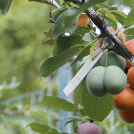 This Crazy Tree Grows 40 Kinds of Fruit