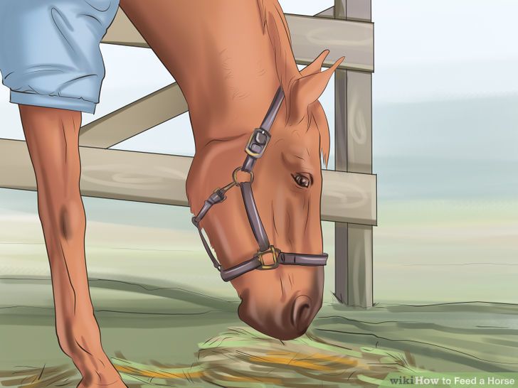 Feed a Horse Step 13 Version 2.jpg