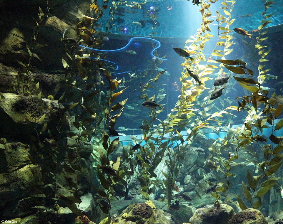 One of the tanks at the aquarium is filled with seaweed. The fish can't seem to stop moving in motion with the plants - and you'll find it difficult to stop too