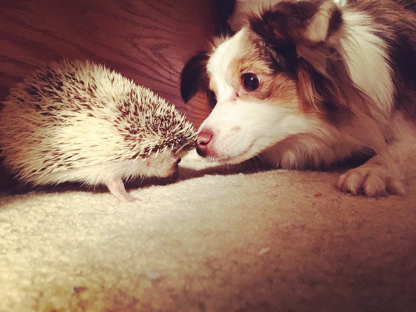 These two who get themselves into prickly situations.