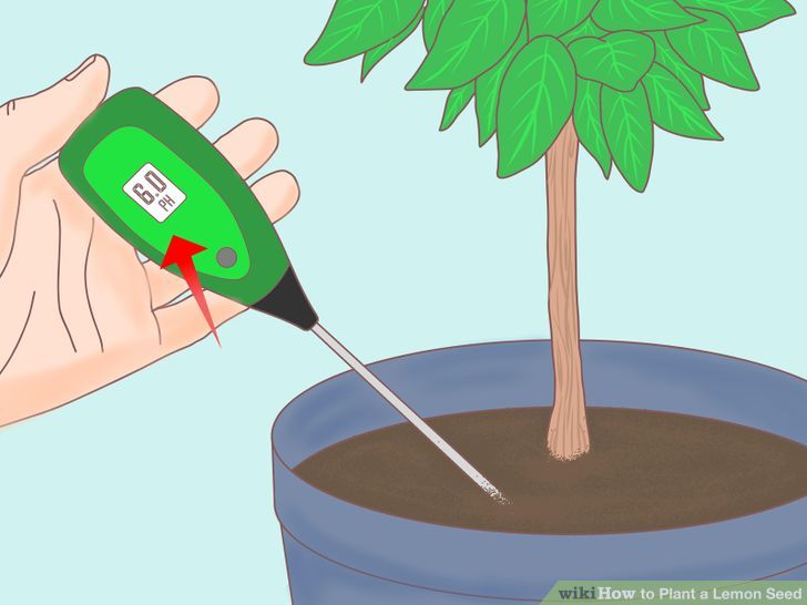 Plant a Lemon Seed Step 27.jpg