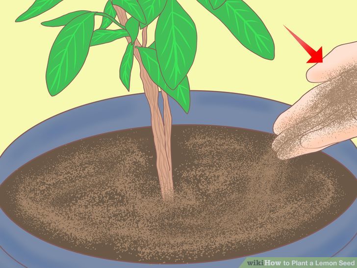 Plant a Lemon Seed Step 28.jpg