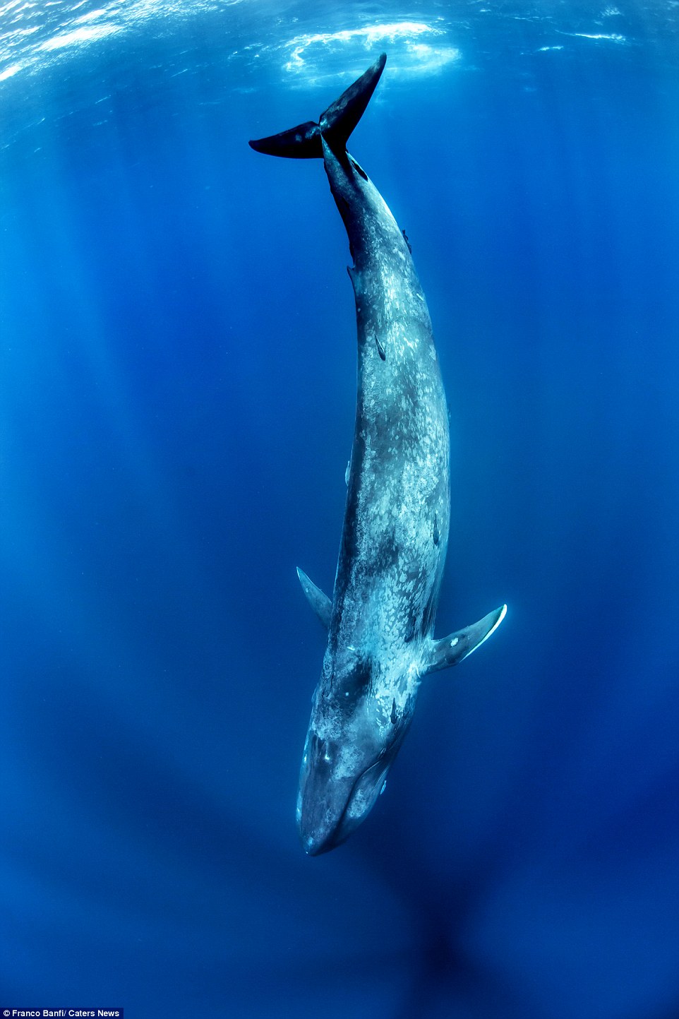 Having a whale of a time: The beautiful images show the whale plunging into the deepest depths of the clear blue sea
