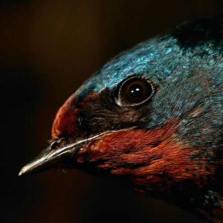 Built-in compass helps birds find their way home
