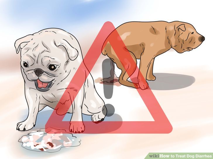 Treat Dog Diarrhea Step 11 Version 3.jpg