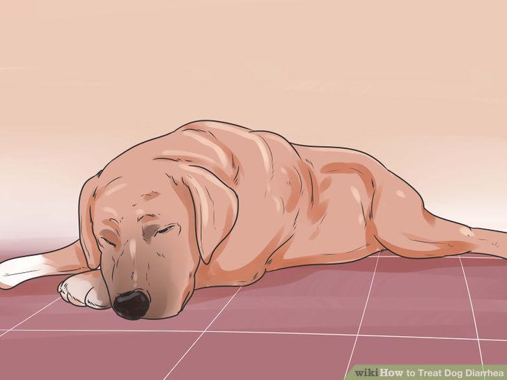 Treat Dog Diarrhea Step 14.jpg