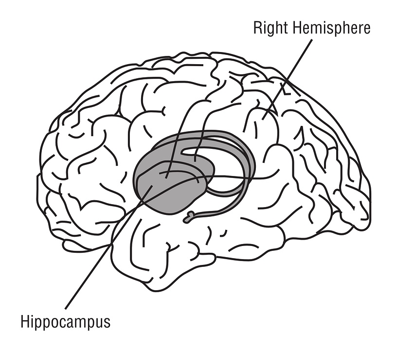 hippocampus-148151_960_720
