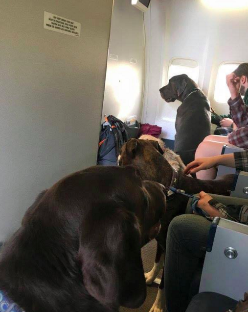 "It was definitely unusual to carry pets in the cabin, but due to the unusual circumstances we were able to bend the rules," a Canadian airlines spokesperson told BuzzFeed News. "We understand the emotional impact that it would have had to leave them behind."