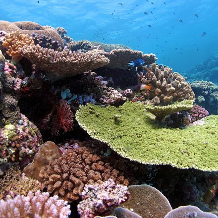 Planting coral could save Great Barrier Reef from climate change, say scientists