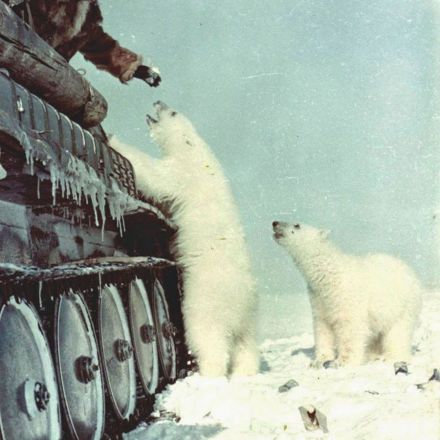 Soviet soldiers feeding polar bears from a tank in 1950
