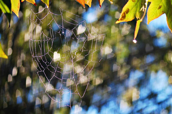 spider web and bokeh