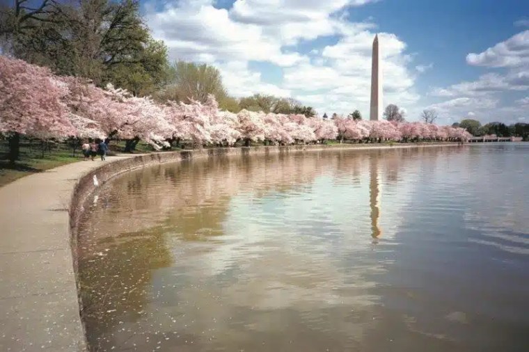 Festival de Flor de Cerejeira - Washington DC