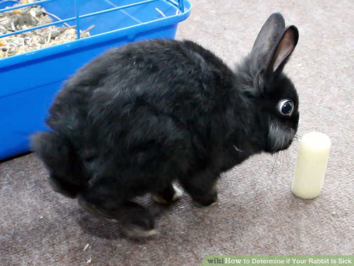 Recognize when Your Pet Rabbit Is Sick Step 5.jpg