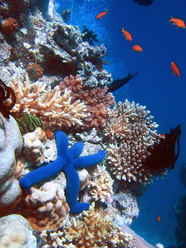 الحيد المرجاني العظيم 
