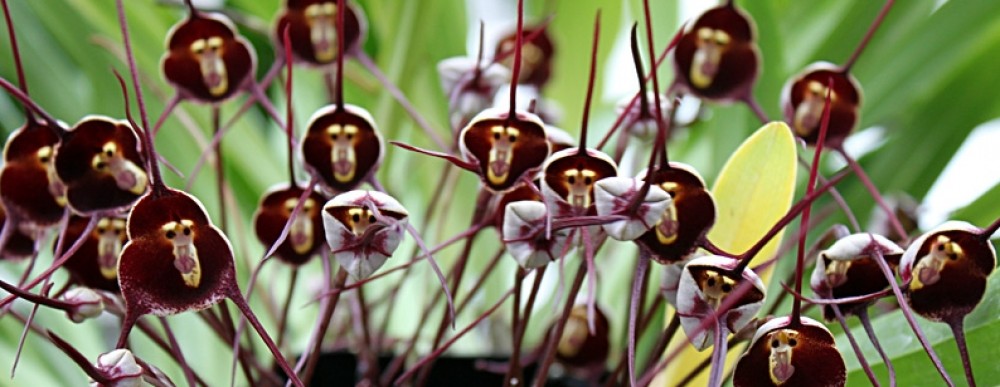 Monkey Face Orchid (Dracula Simia)