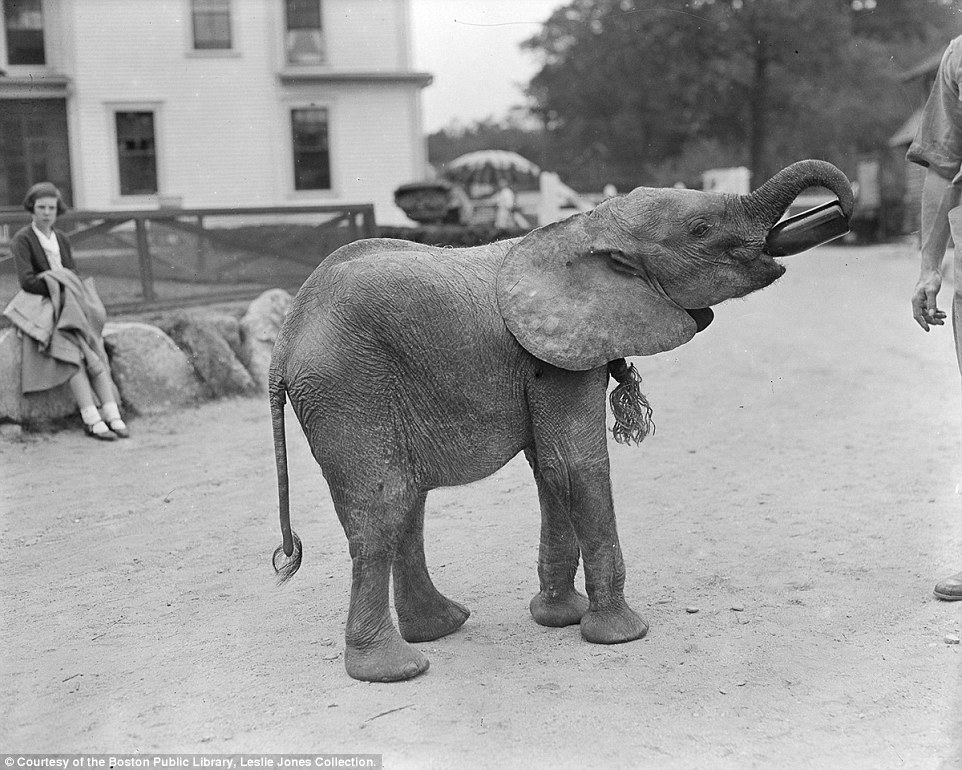 An elephant drinks out of a bottle at the Benson's Wild Animal Farm in New Hampshire, which opened in 1926