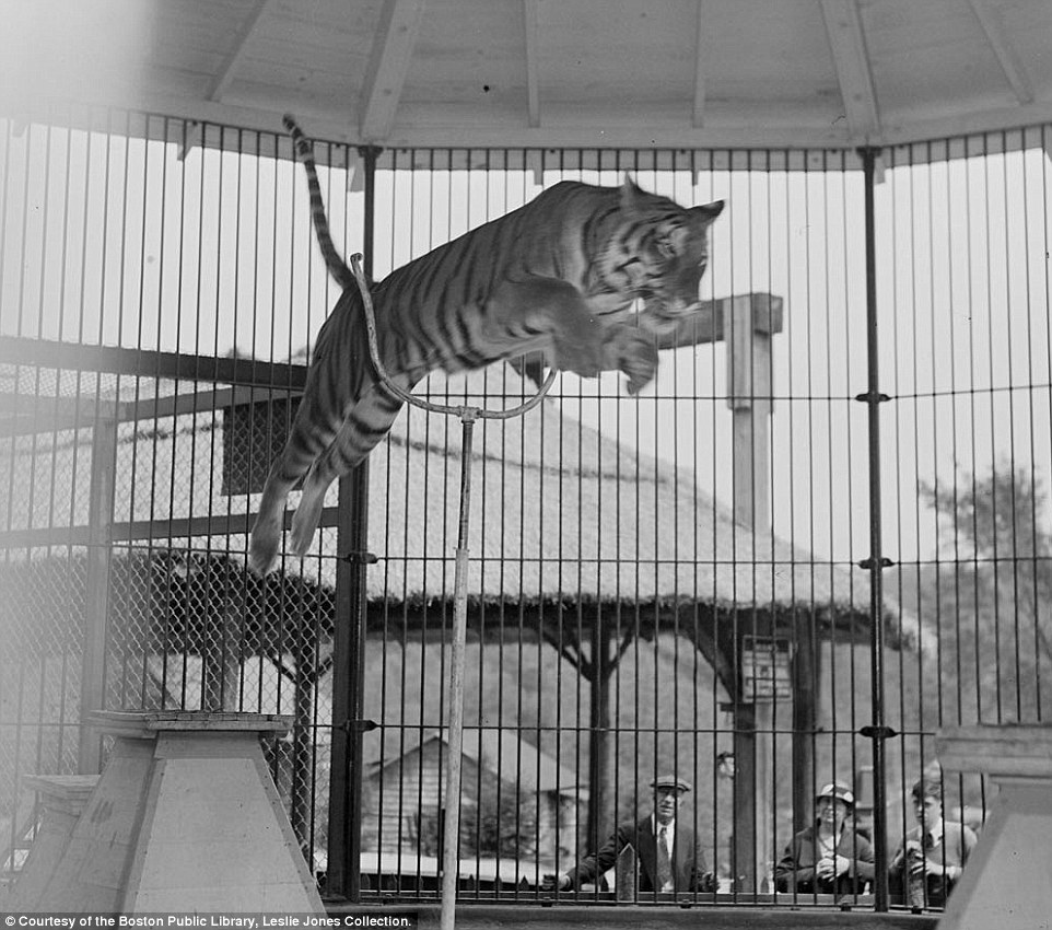 A tiger leaps between two podiums in its cage. Early expansion work during 1932-33 saw the opening of a Wild Animal Circus, which featured performances from animals such as tigers, chimps and elephants