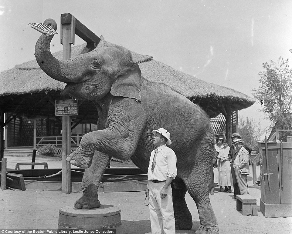 An elephant stands with one leg balanced on a barrel and the other raised in the air, as part of a performances