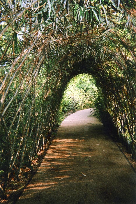 Nature's Tunnel or Light and the End, Stratford, by Ellen Rostant.