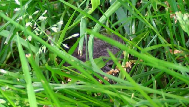 Baby hiding in the grass