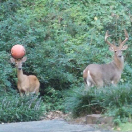 deer gets basketball stuck in antlers
